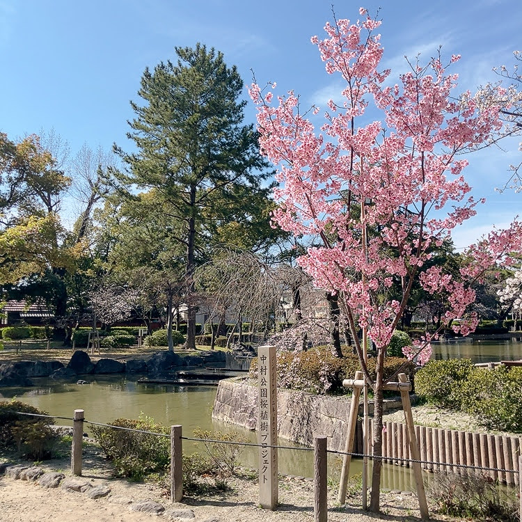 中村公園 桜