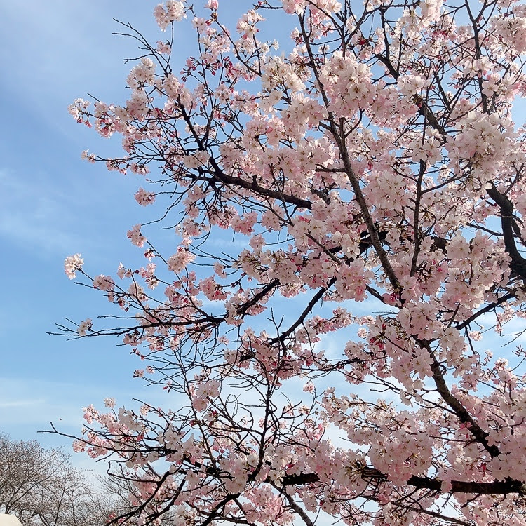 清須公園の桜