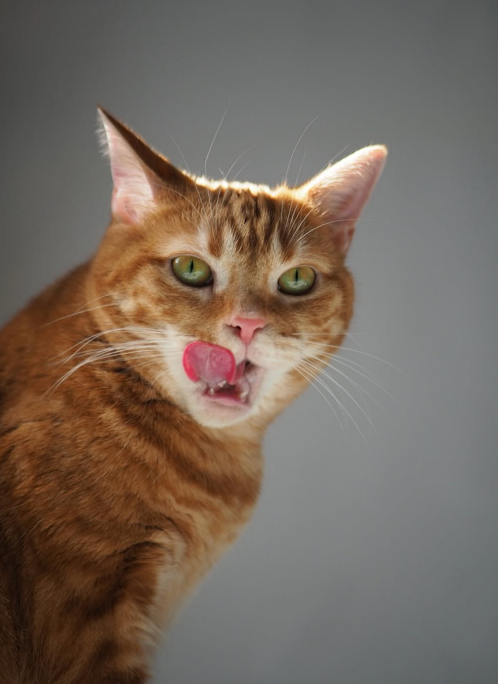 無印良品 素材を生かした猫のおやつ おさかなミックスピューレ 猫 つむじ