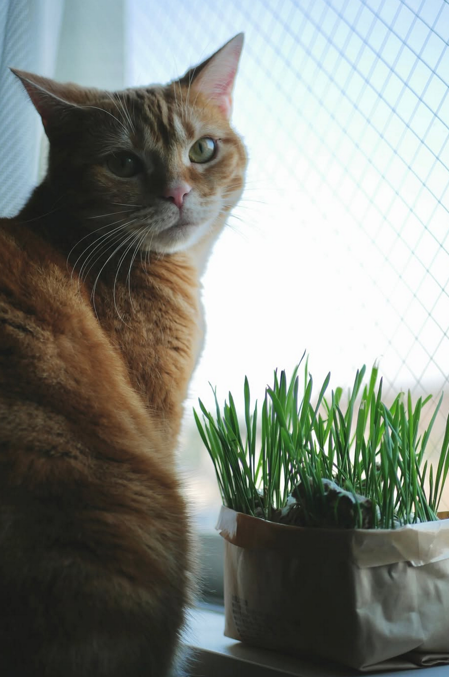 無印良品 土を使っていない 猫草栽培セット 猫 つむじ