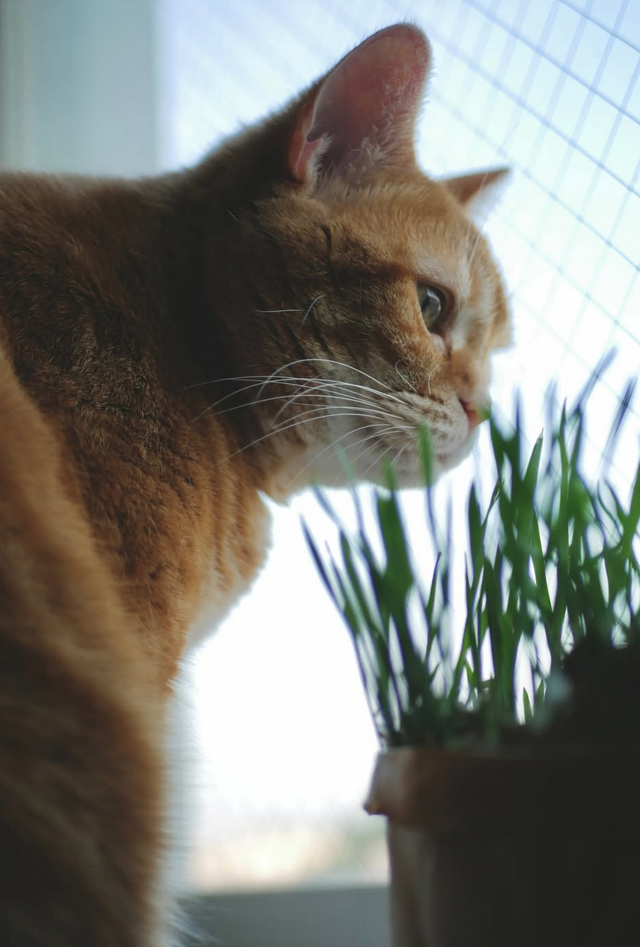 無印良品 土を使っていない 猫草栽培セット 猫 つむじ