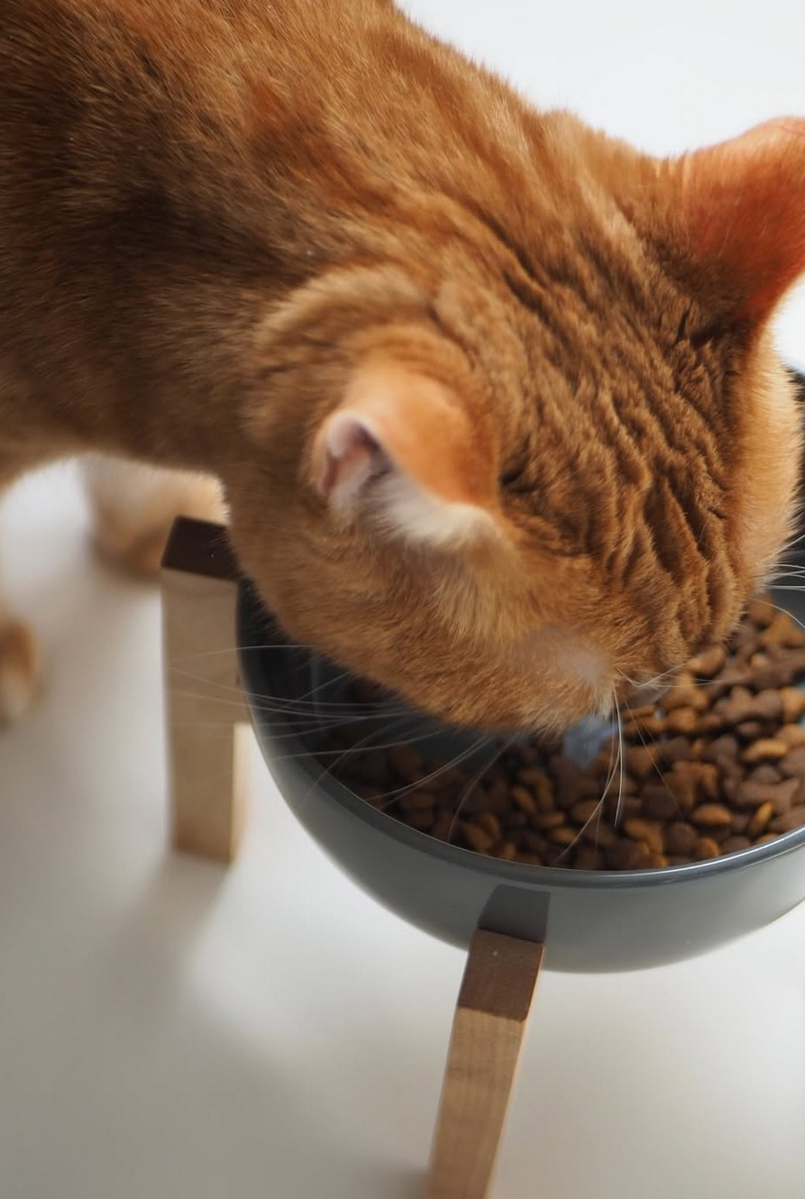 無印良品 磁器 ペット用フードボウル 小
木製スタンド 小 ペットフードボウル用 猫 つむじ