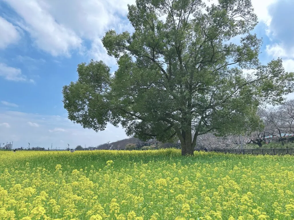 埼玉・幸手市「権現堂堤」の桜と菜の花2