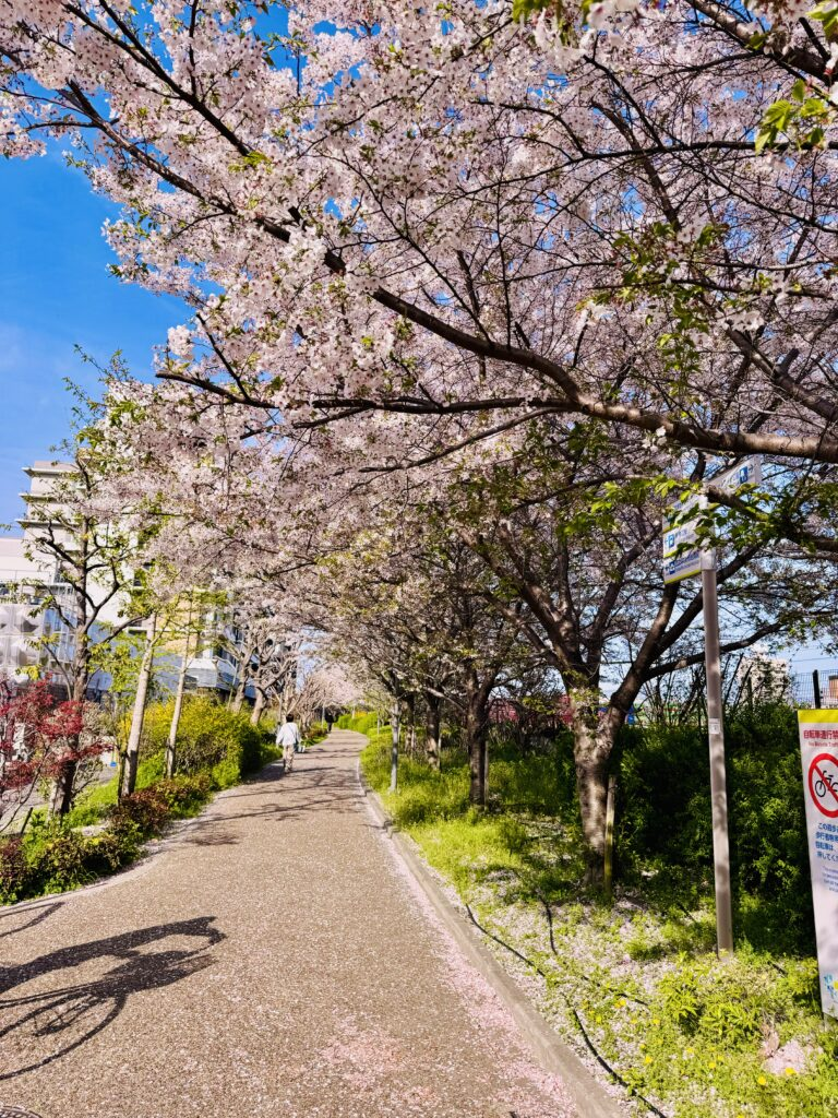 吹田市「岸辺駅」周辺の桜並木道1