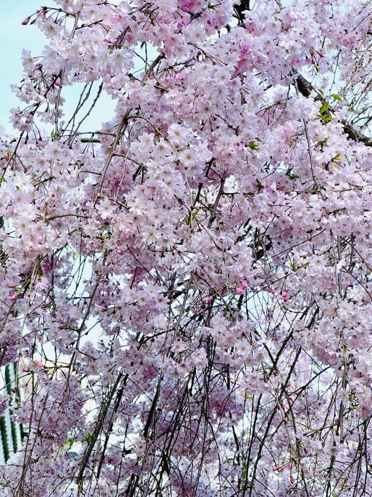 吹田市「岸辺駅」周辺の桜アップ