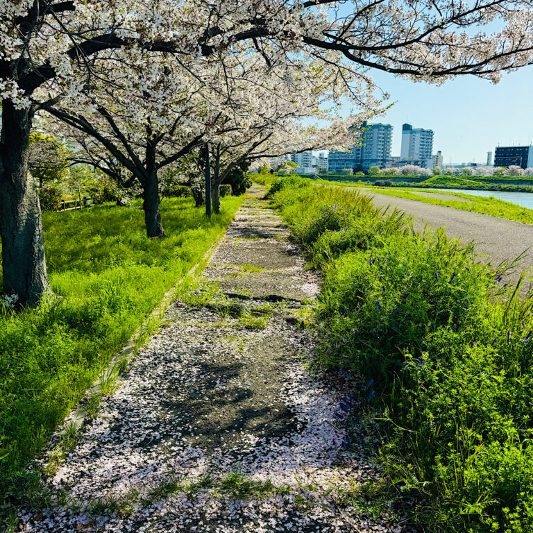 吹田市「岸辺駅」周辺の桜並木道2