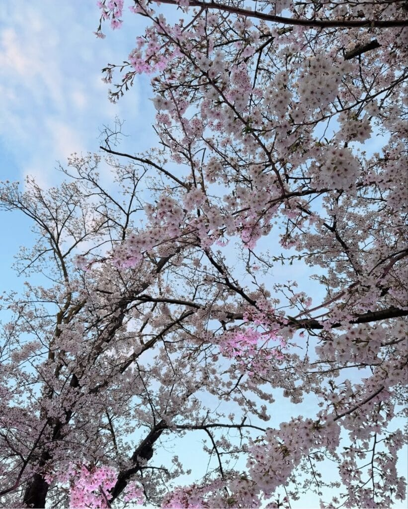 東京「よみうりランド」の桜