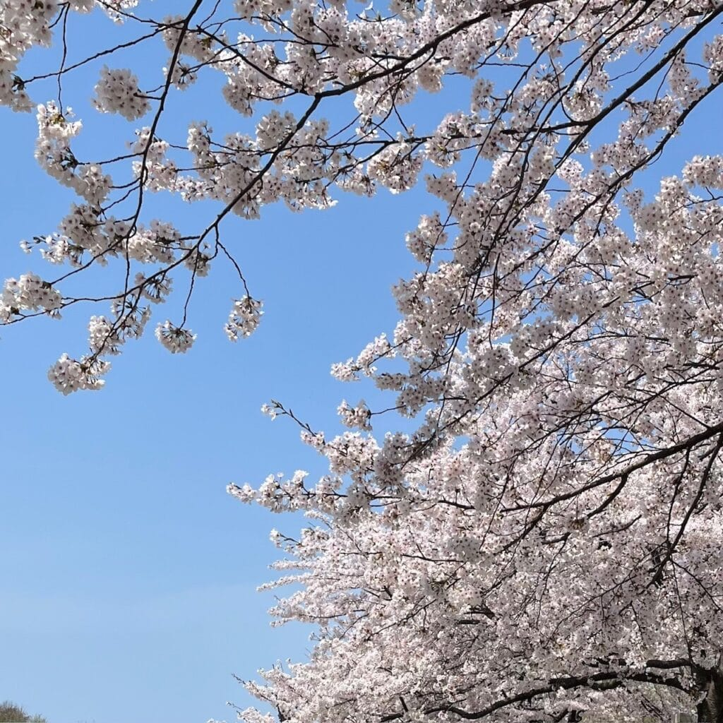 新潟市「新潟県スポーツ公園」の桜