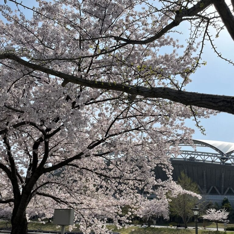 新潟市「新潟県スポーツ公園」の桜とビッグスワン