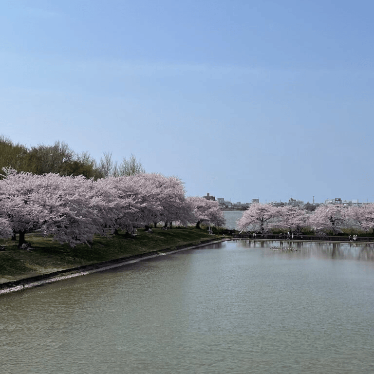 新潟市「新潟県スポーツ公園」の桜と市中心部方面の風景
