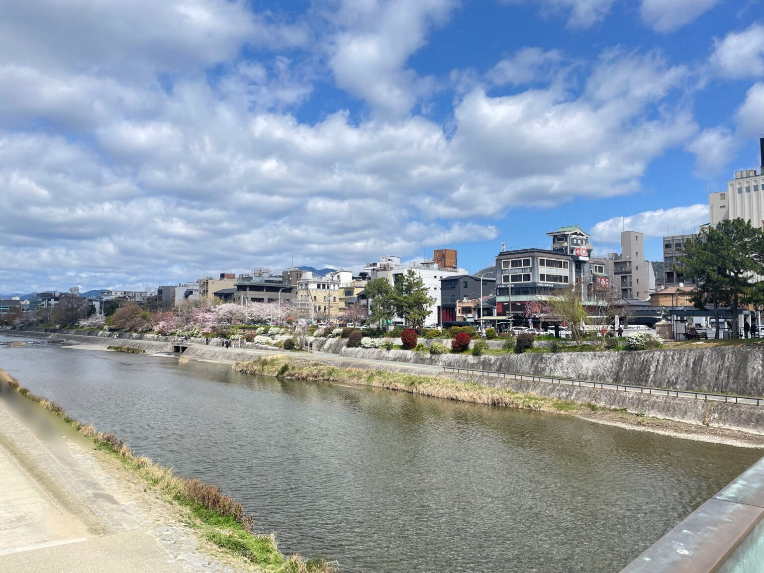 京都市 鴨川周辺の桜2