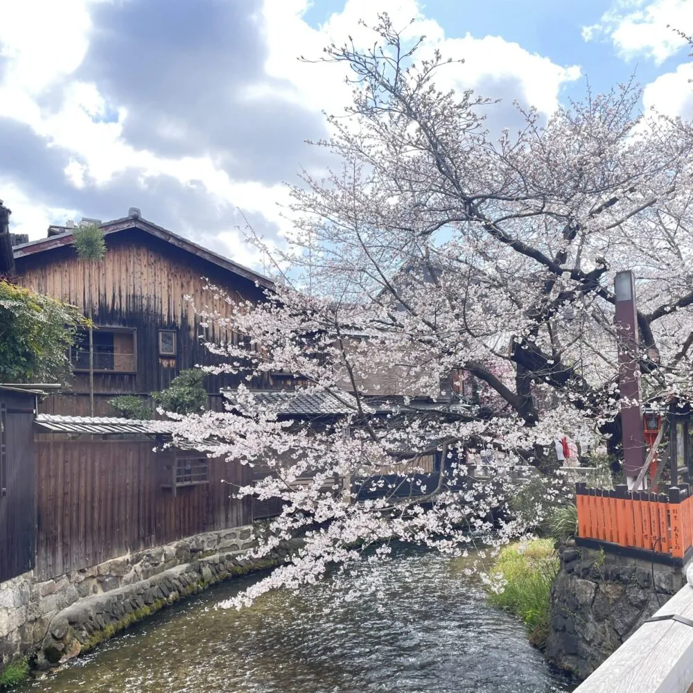 京都市 鴨川周辺の桜1