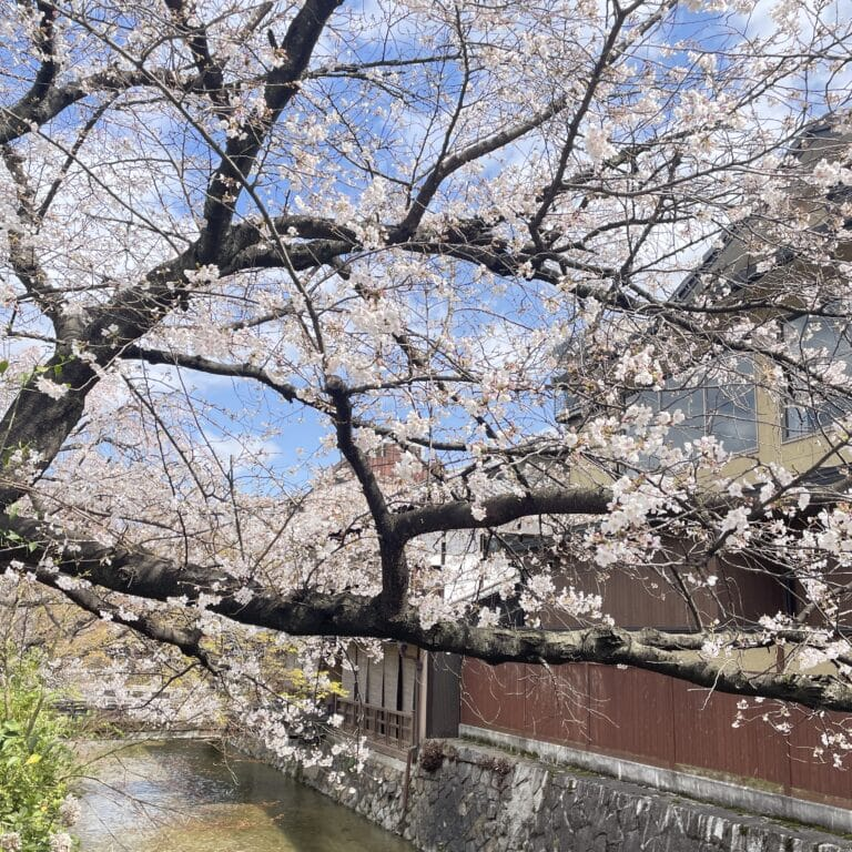 京都市 鴨川周辺の桜3