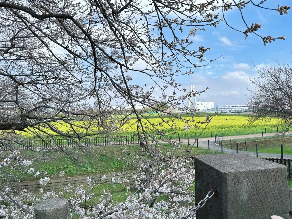 埼玉・幸手市「権現堂堤」の桜と菜の花1