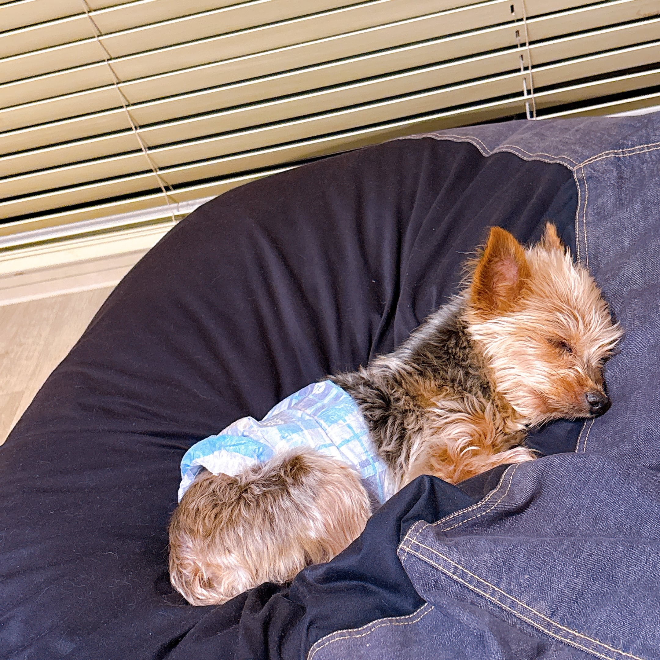 ヨークシャーテリア