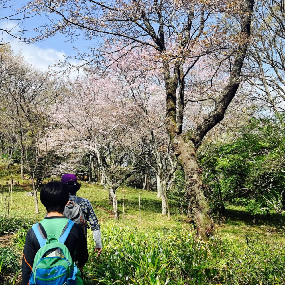 神奈川　平塚　大磯　湘南平　高麗山 お花見