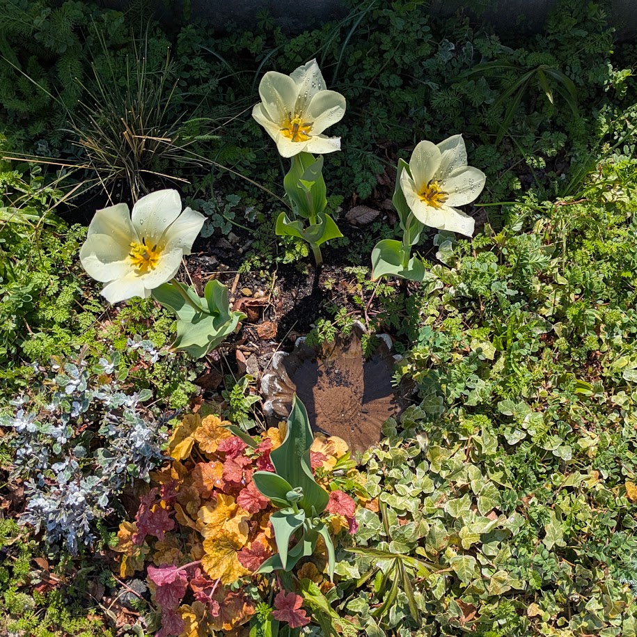 LEE100人隊コポ チューリップ 春花