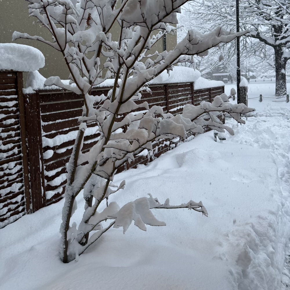 北陸　雪　花壇