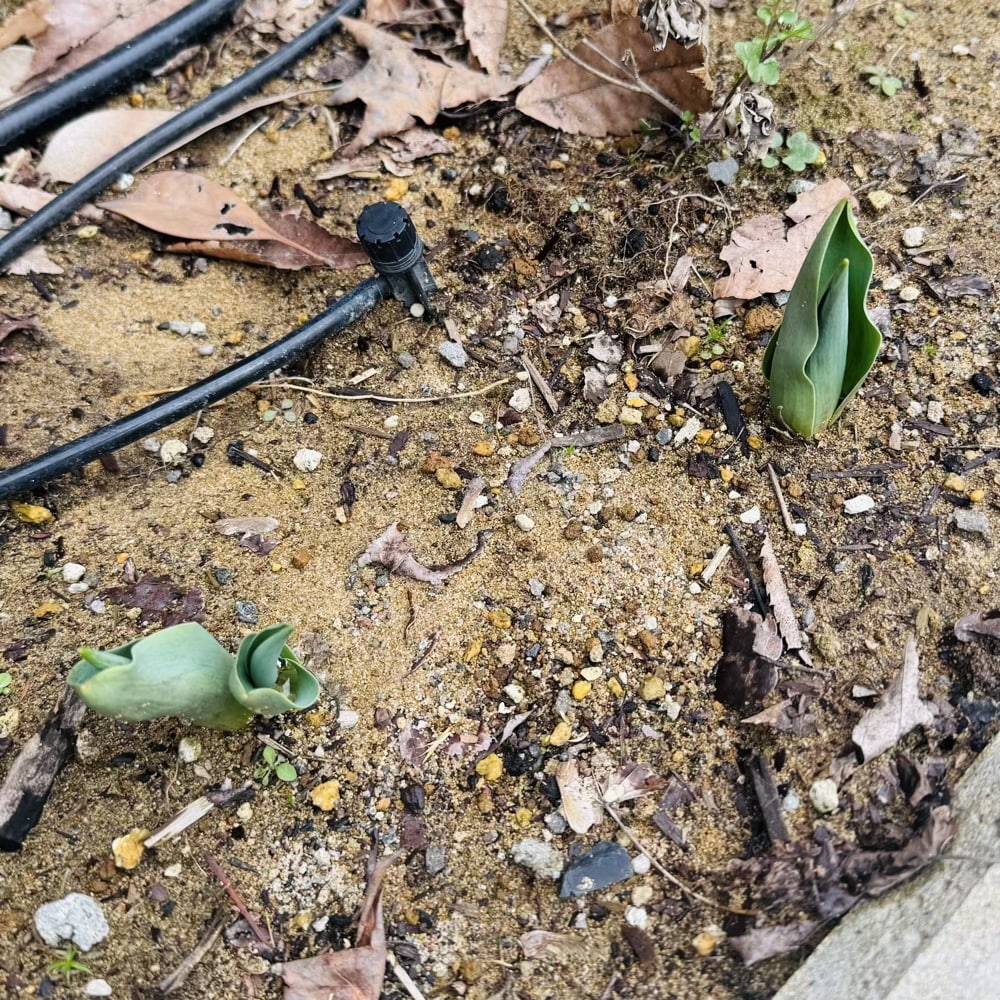 ガーデニング　チューリップ　3月