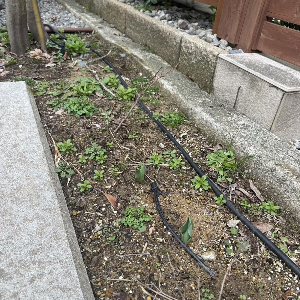 ガーデニング　花壇　早春