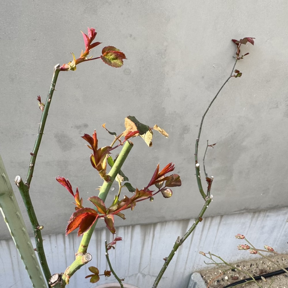 ガーデニング　バラ　鉢植え