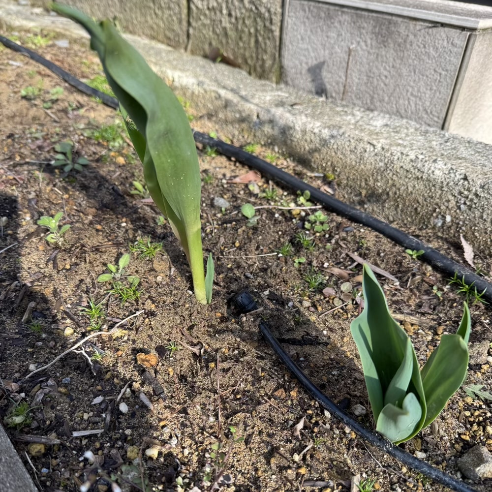 ガーデニング　チューリップ　3月