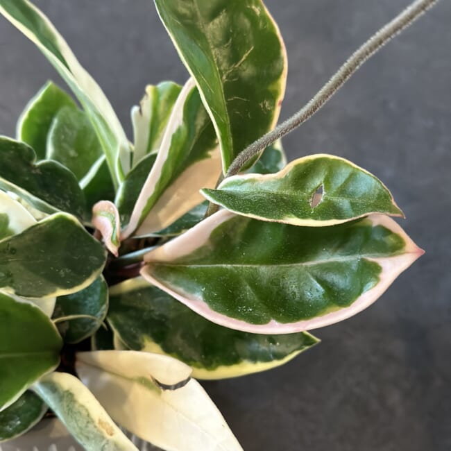 【観葉植物】garage（ガレージ）YOKOHAMAで新しいグリーンをお迎えしました♪