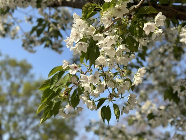 【東京・日本橋】人形町〜浜町で、お花見さんぽ