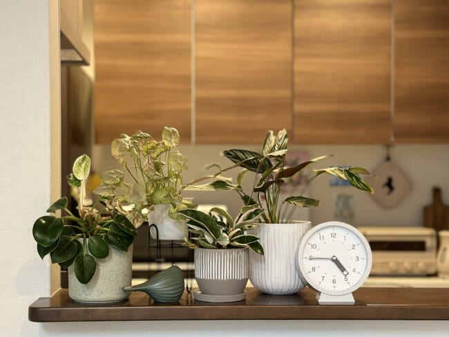 【観葉植物】garage（ガレージ）YOKOHAMAで新しいグリーンをお迎えしました♪