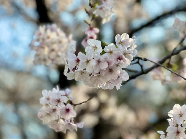 【東京・日本橋】人形町〜浜町で、お花見さんぽ