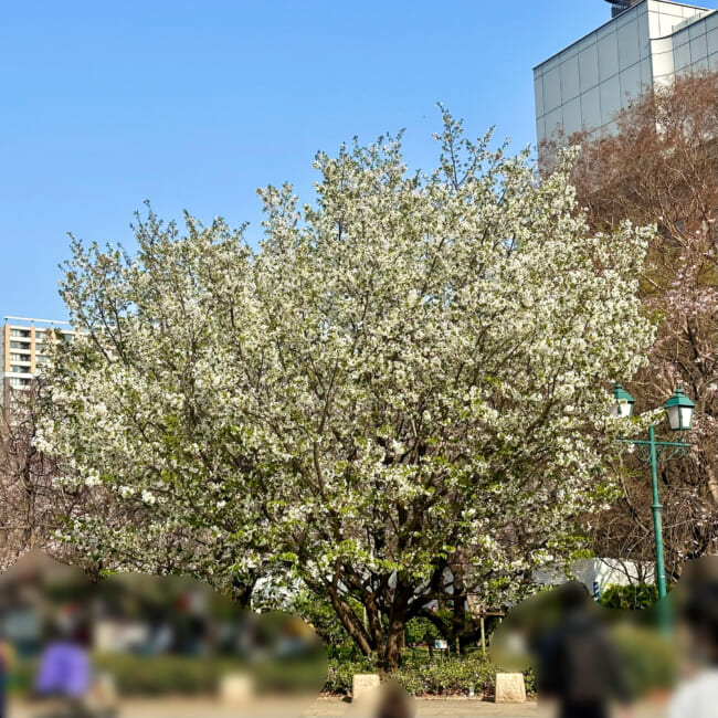 【東京・日本橋】人形町〜浜町で、お花見さんぽ