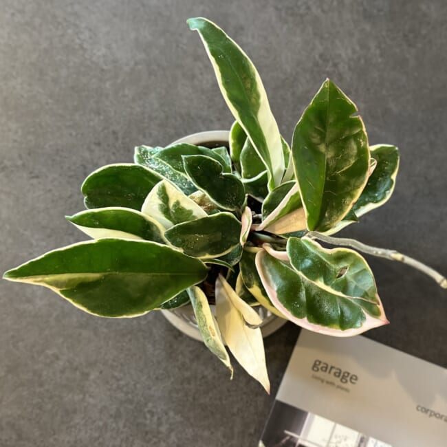 【観葉植物】garage（ガレージ）YOKOHAMAで新しいグリーンをお迎えしました♪