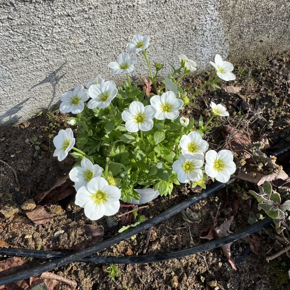 ガーデニング　花壇　雲間草