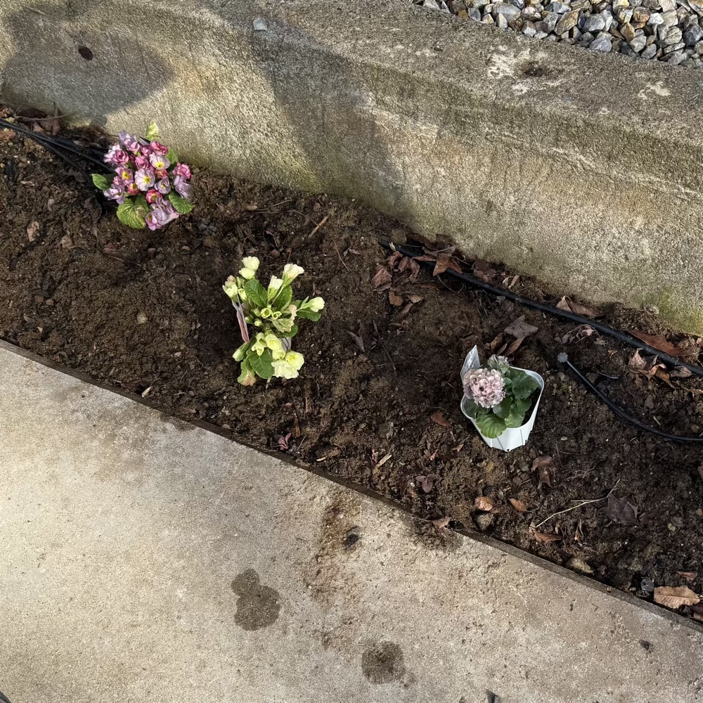 ガーデニング　花壇　３月