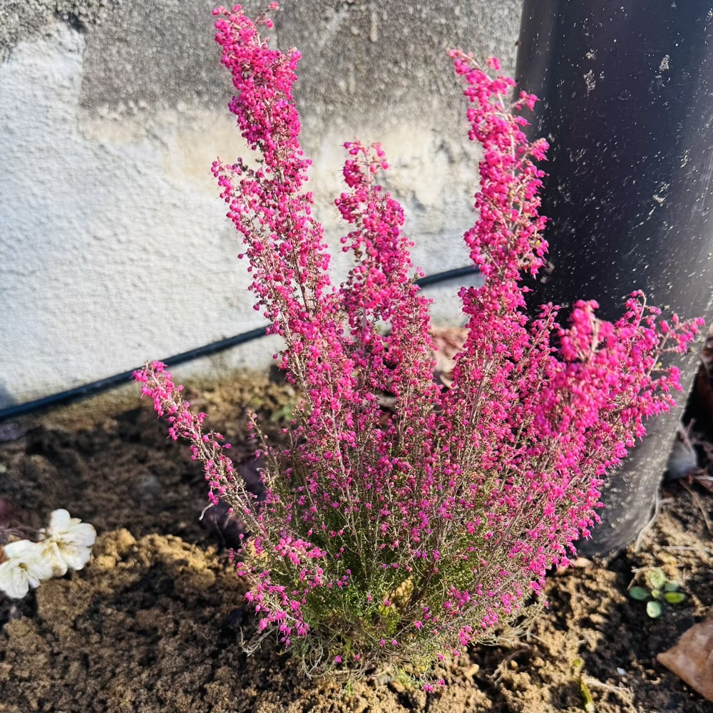ガーデニング　花壇　アワユキエリカ