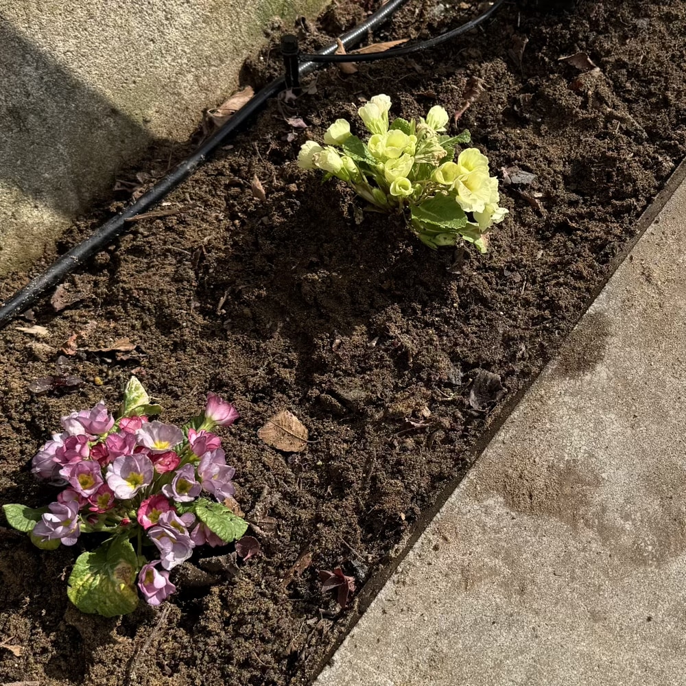 ガーデニング　花壇 プリムラ