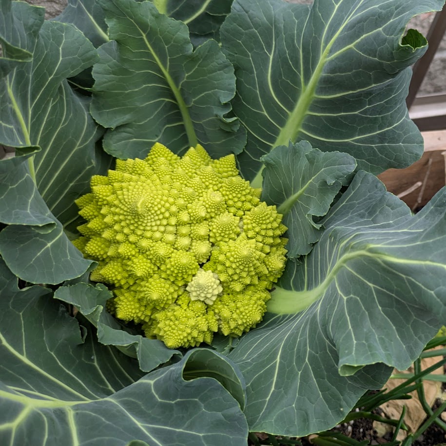 ロマネスコ 庭 コポ