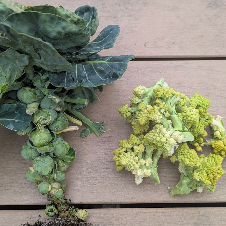 芽キャベツ ロマネスコ 庭