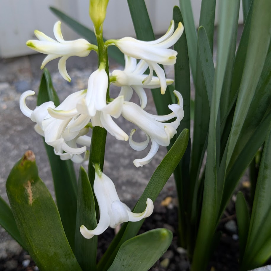 ヒヤシンス 球根 白