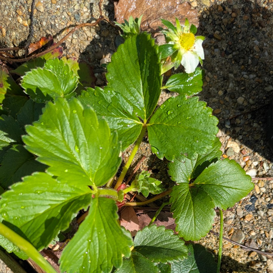 いちご LEE100人隊 コポ