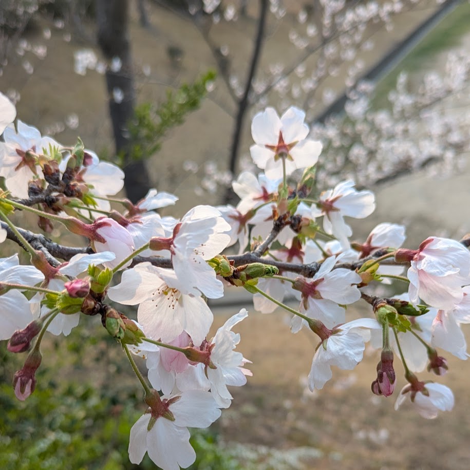 さくら　2026　コポ