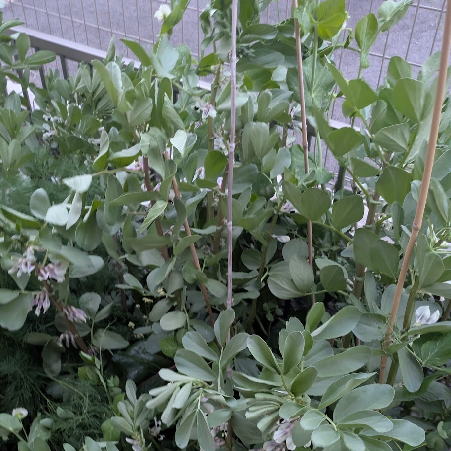 空豆 コポ庭 2026