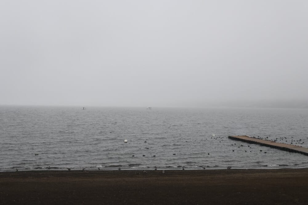 山中湖　ハクチョウ12