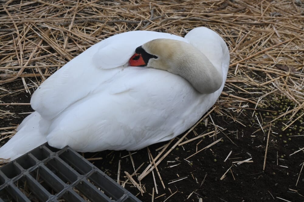 山中湖　ハクチョウ16