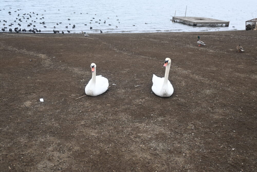 山中湖　ハクチョウ3