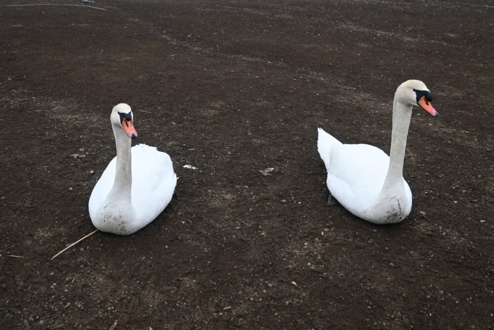 山中湖　ハクチョウ4