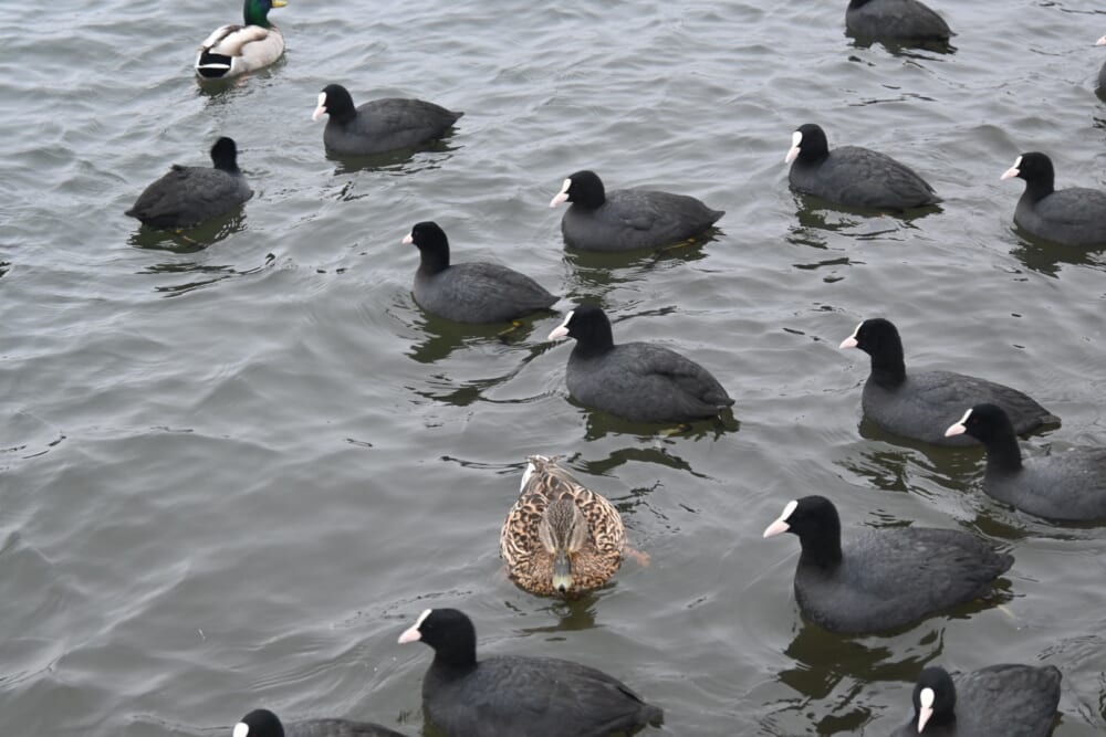 山中湖　ハクチョウ14