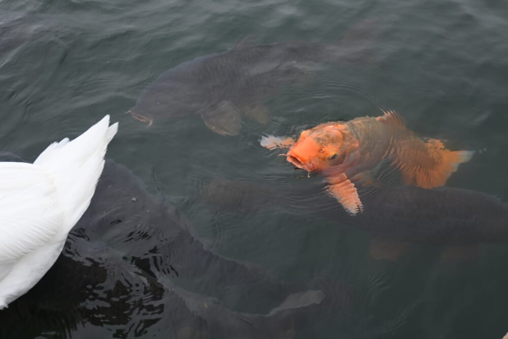 山中湖　ハクチョウ10