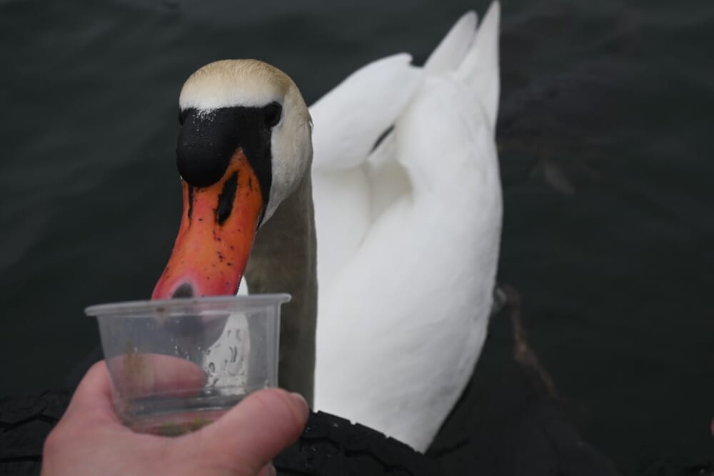 山中湖　ハクチョウ9