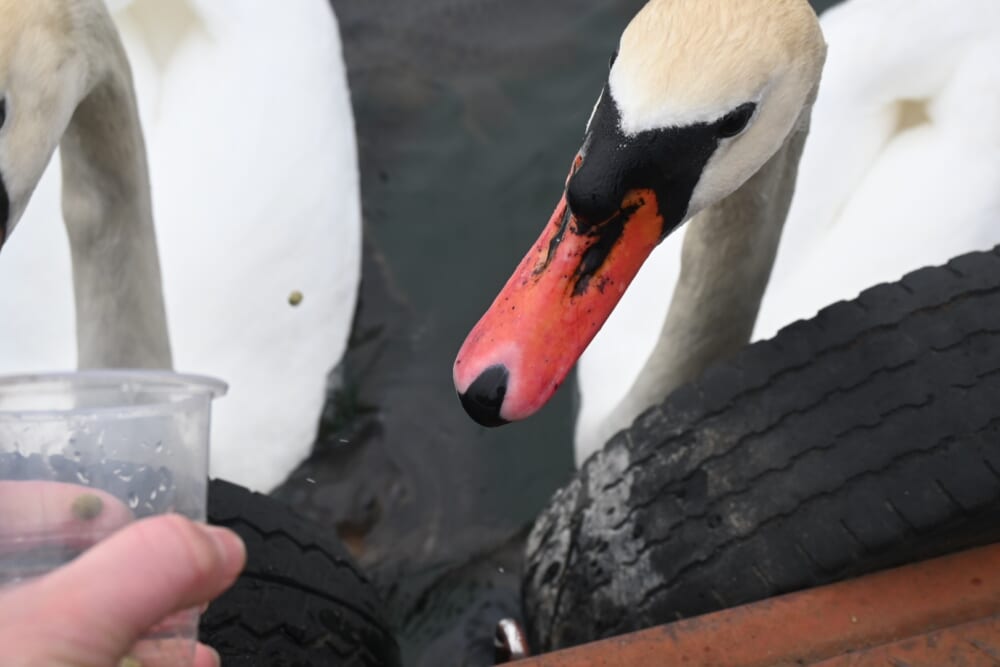 山中湖　ハクチョウ8